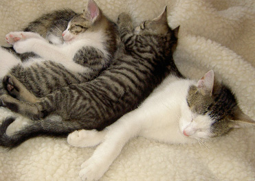 Milte dla milusińskich